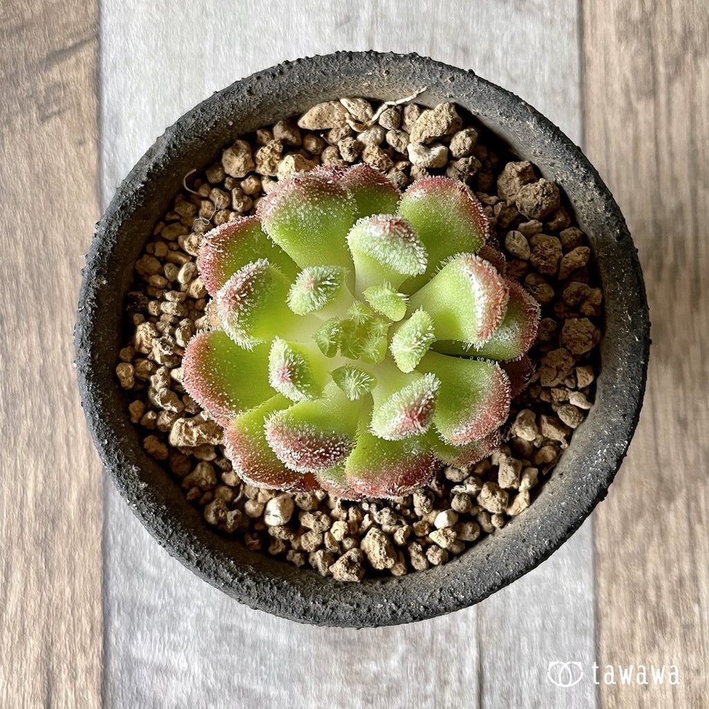 ＊新入荷＊　キャロル - 多肉植物の通販・販売サイト tawawa