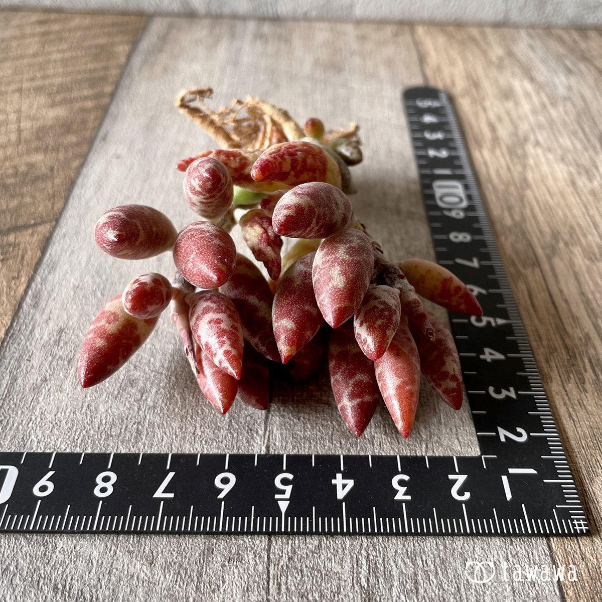＊新入荷＊　赤い卵 - 多肉植物の通販・販売サイト tawawa