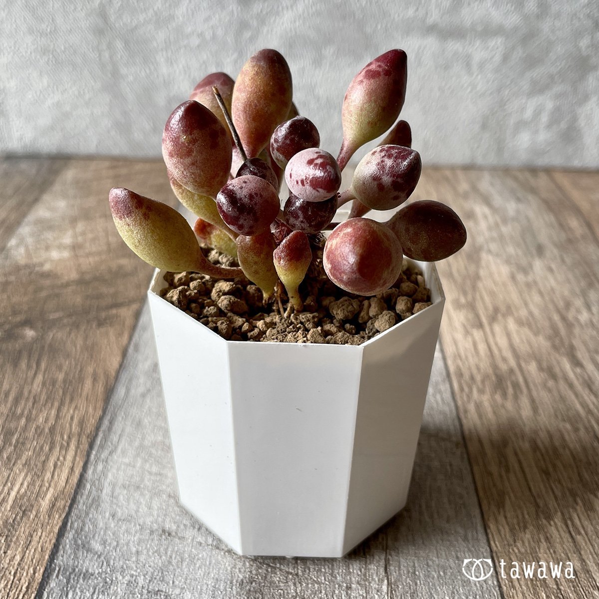 ＊新入荷＊　インディアンクラブ - 多肉植物の通販・販売サイト tawawa
