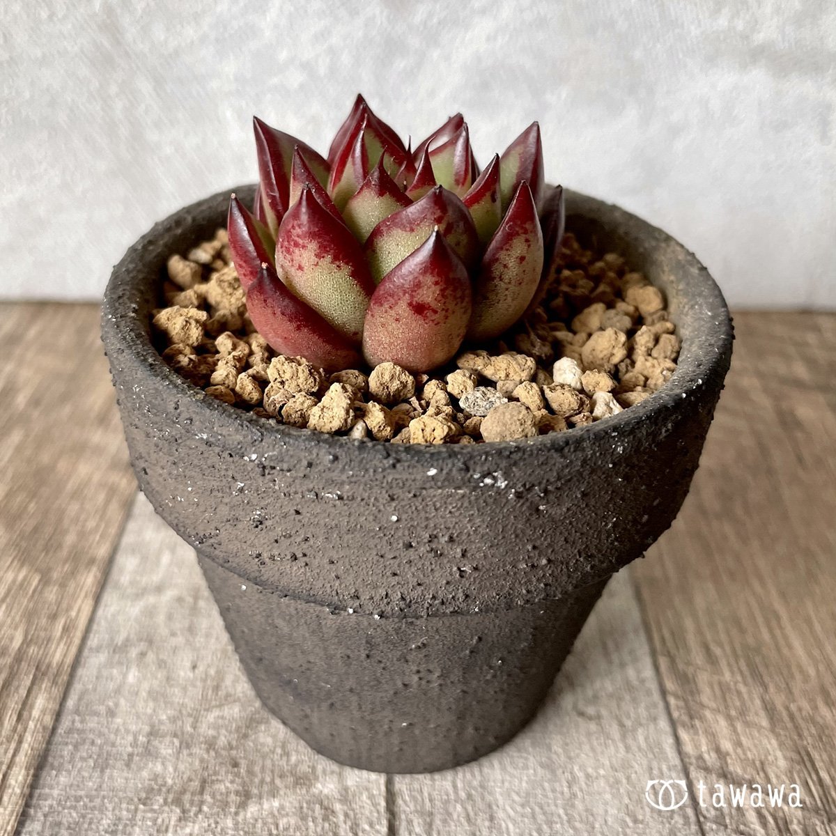 ＊新入荷＊　エッジライン - 多肉植物の通販・販売サイト tawawa