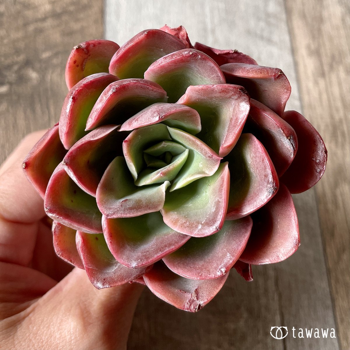 ＊新入荷＊　シルキュ - 多肉植物の通販・販売サイト tawawa