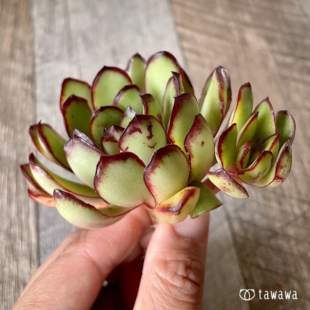 ＊新入荷＊　メキシコポルデンシス - 多肉植物の通販・販売サイト tawawa