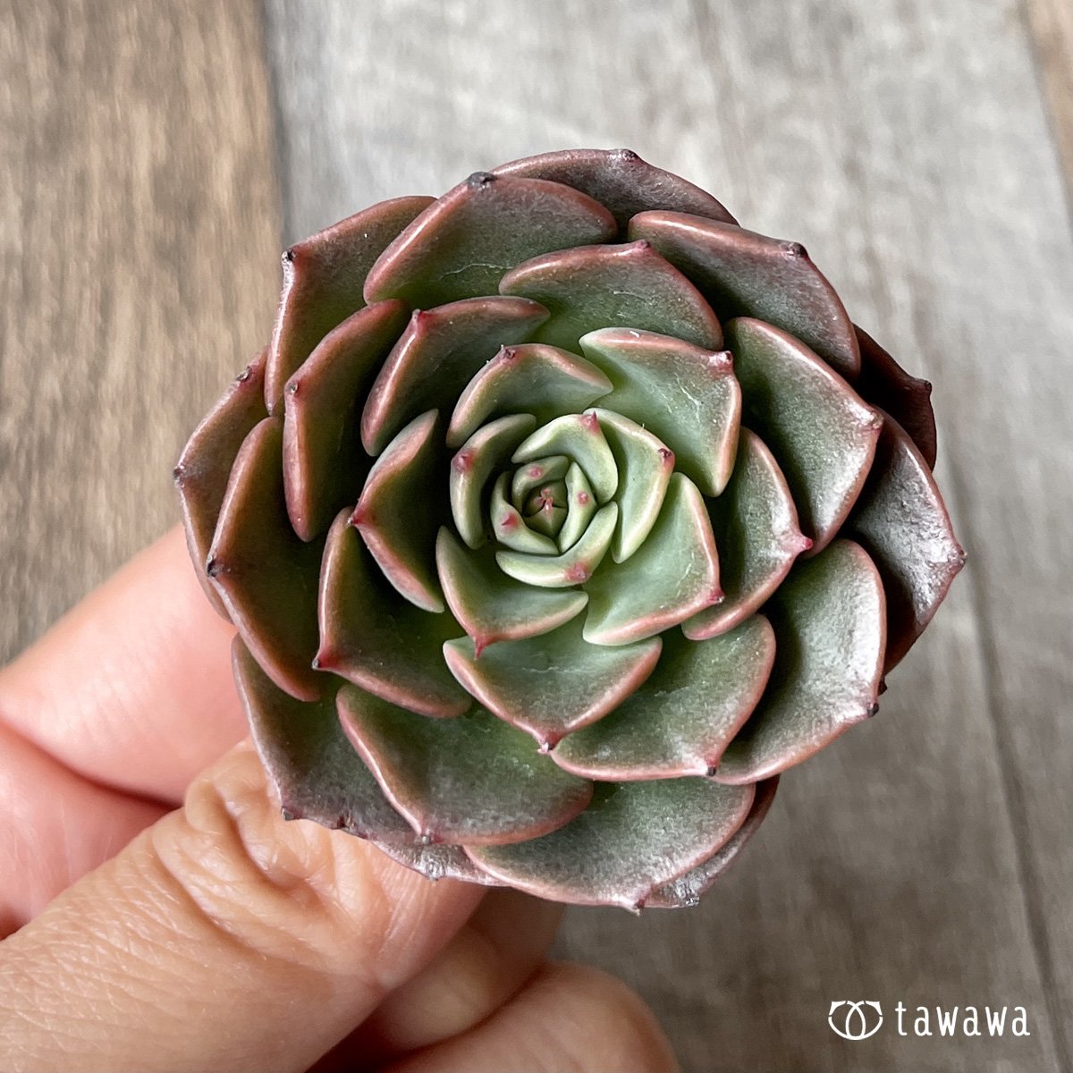 ＊新入荷＊　ビバチリ - 多肉植物の通販・販売サイト tawawa