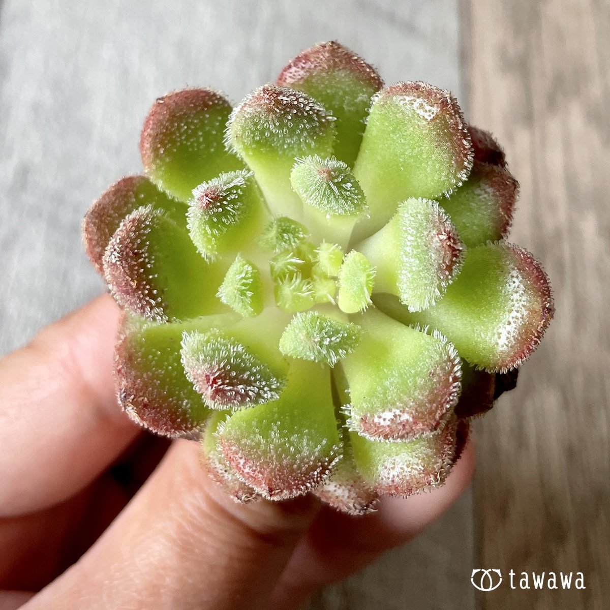 ＊新入荷＊　キャロル - 多肉植物の通販・販売サイト tawawa