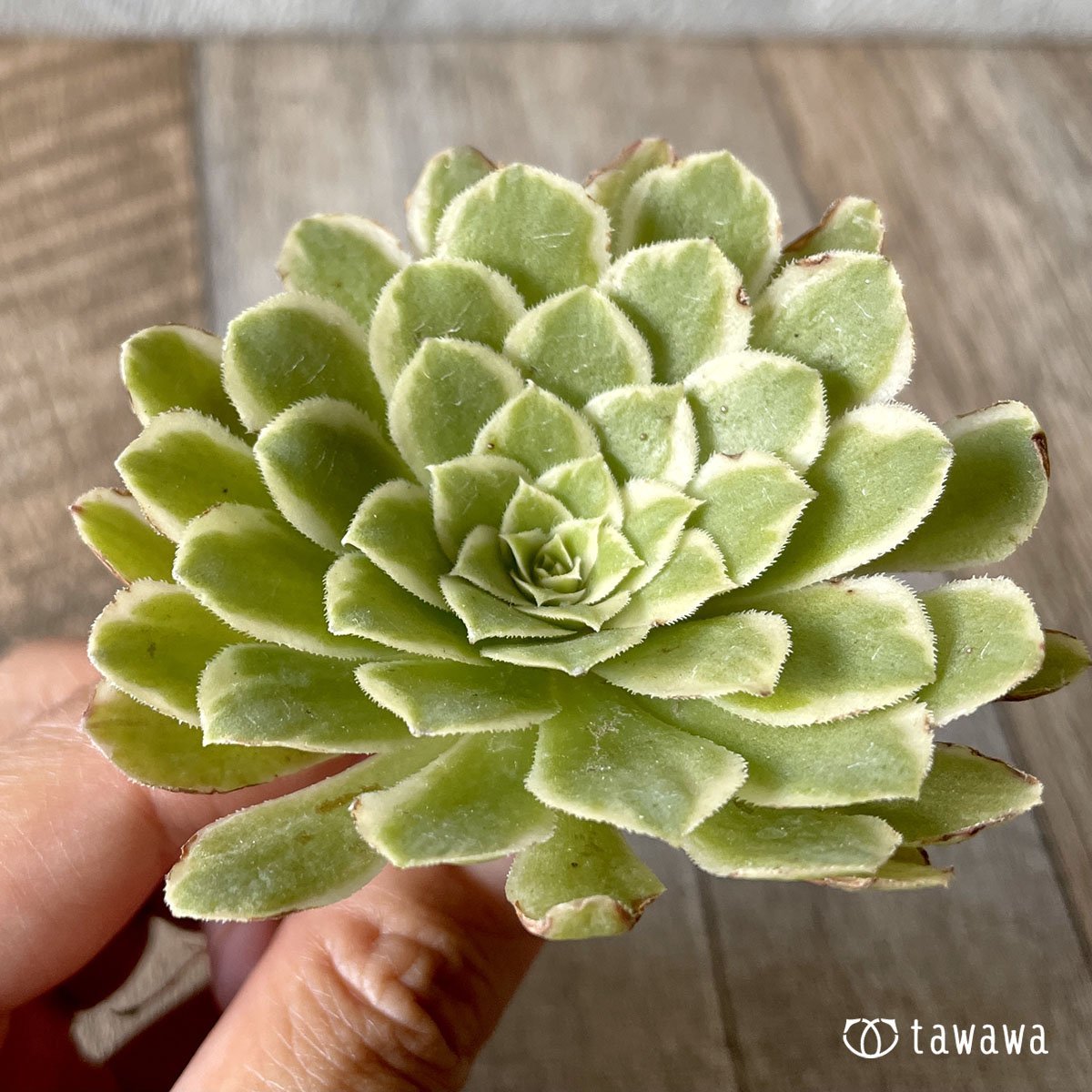 ＊新入荷＊　アイス - 多肉植物の通販・販売サイト tawawa