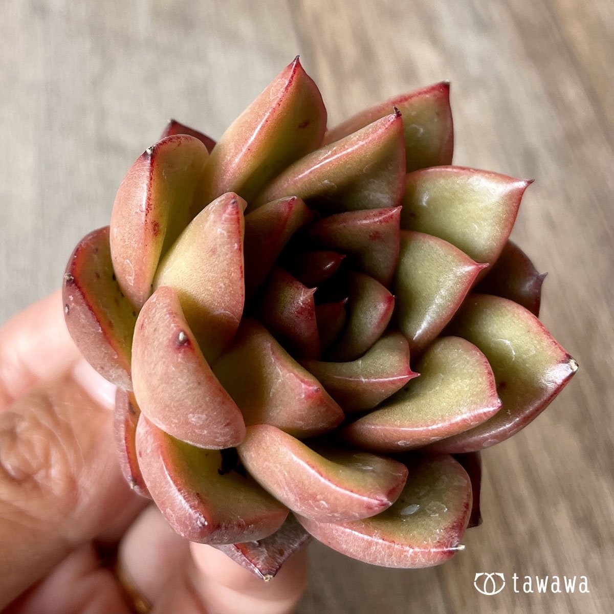 ＊八ヶ岳＊　ツイスト - 多肉植物の通販・販売サイト tawawa
