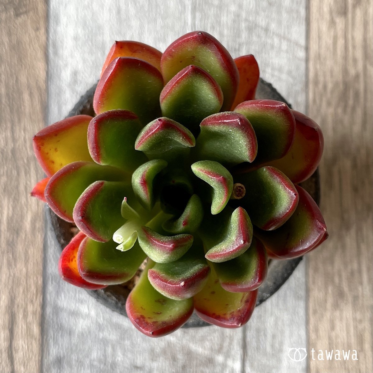 ＊新入荷＊　ロンエバンス - 多肉植物の通販・販売サイト tawawa