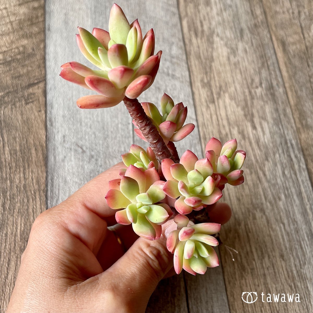 ＊新入荷＊　ミニベル群生 - 多肉植物の通販・販売サイト tawawa