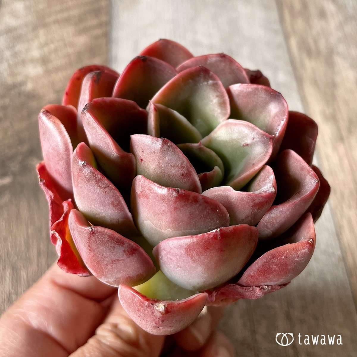 ＊新入荷＊　シルキュ - 多肉植物の通販・販売サイト tawawa