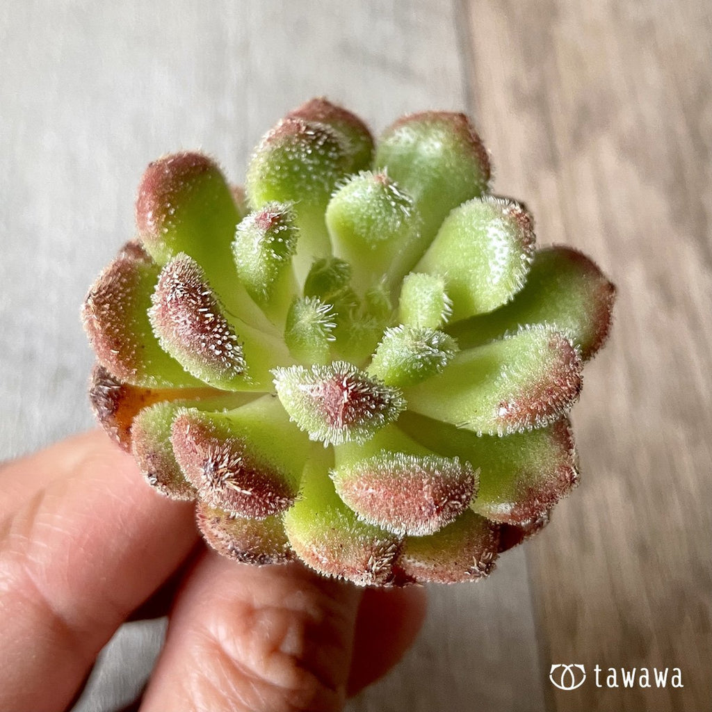 ＊新入荷＊　キャロル - 多肉植物の通販・販売サイト tawawa