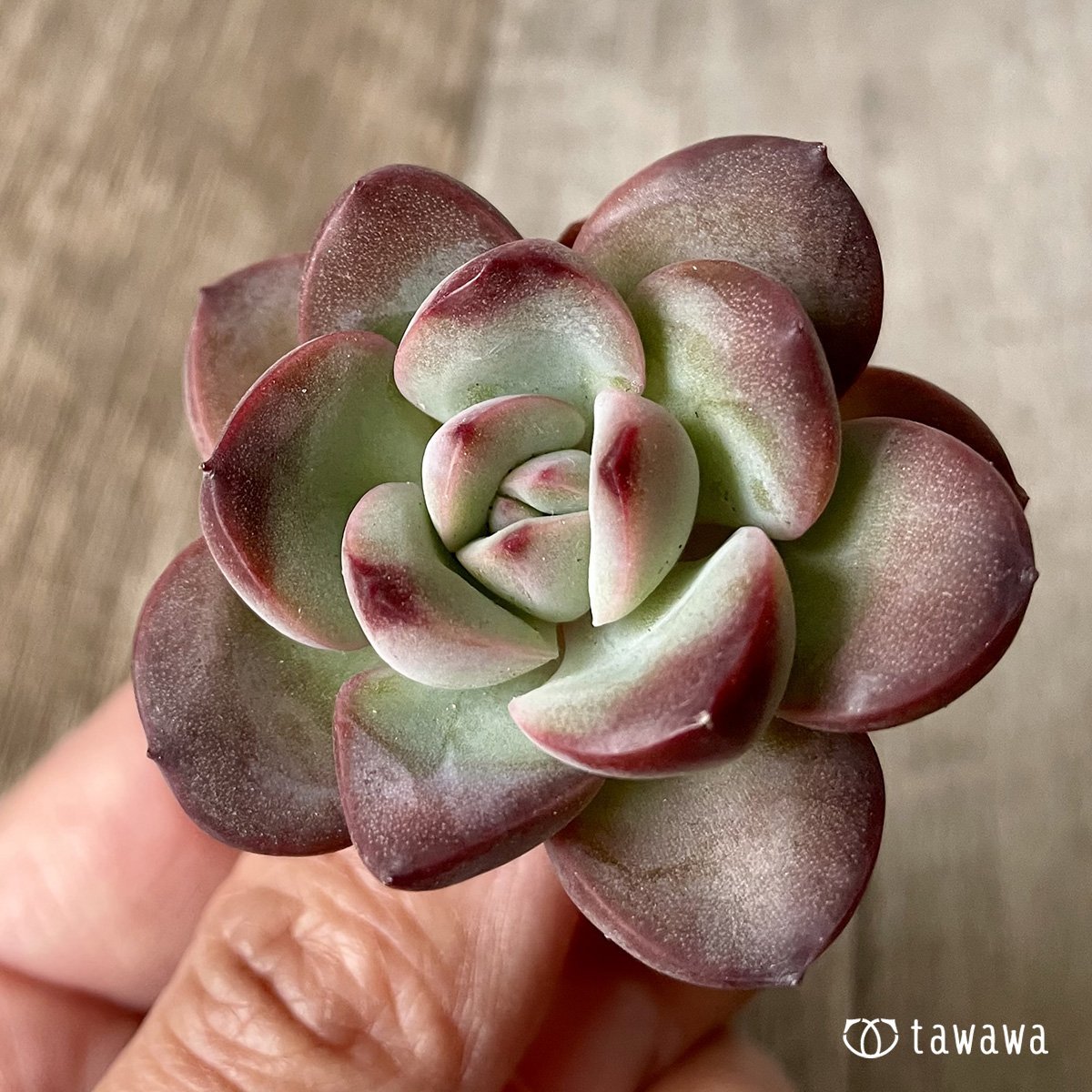 ＊新入荷＊　チュビリップス - 多肉植物の通販・販売サイト tawawa