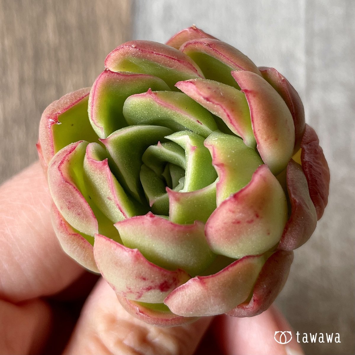 ＊新入荷＊　ハイリー - 多肉植物の通販・販売サイト tawawa