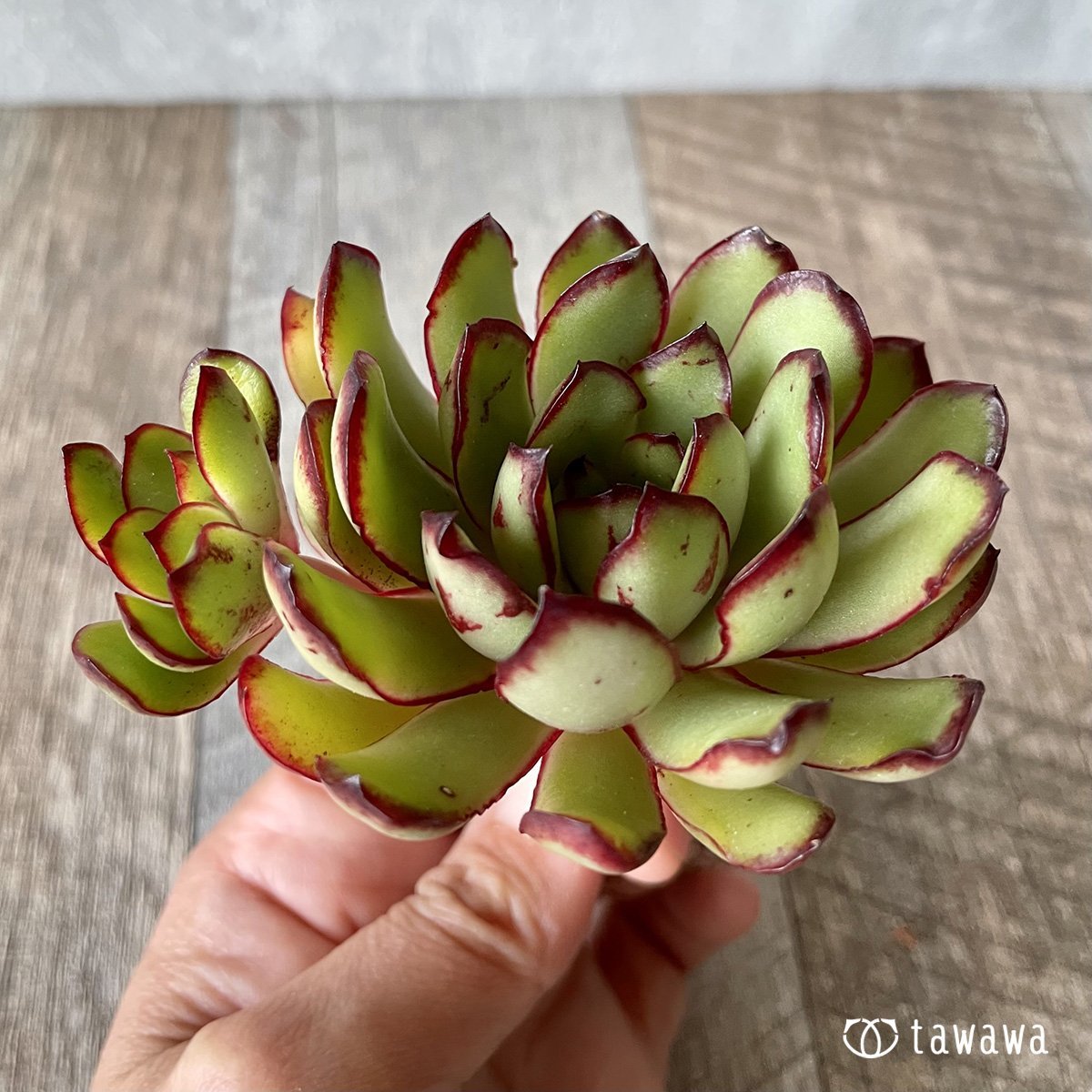 ＊新入荷＊　メキシコポルデンシス - 多肉植物の通販・販売サイト tawawa