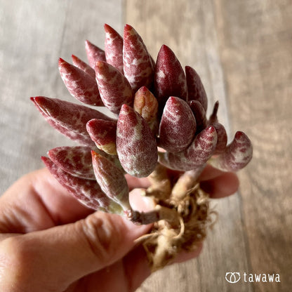 ＊新入荷＊　赤い卵 - 多肉植物の通販・販売サイト tawawa