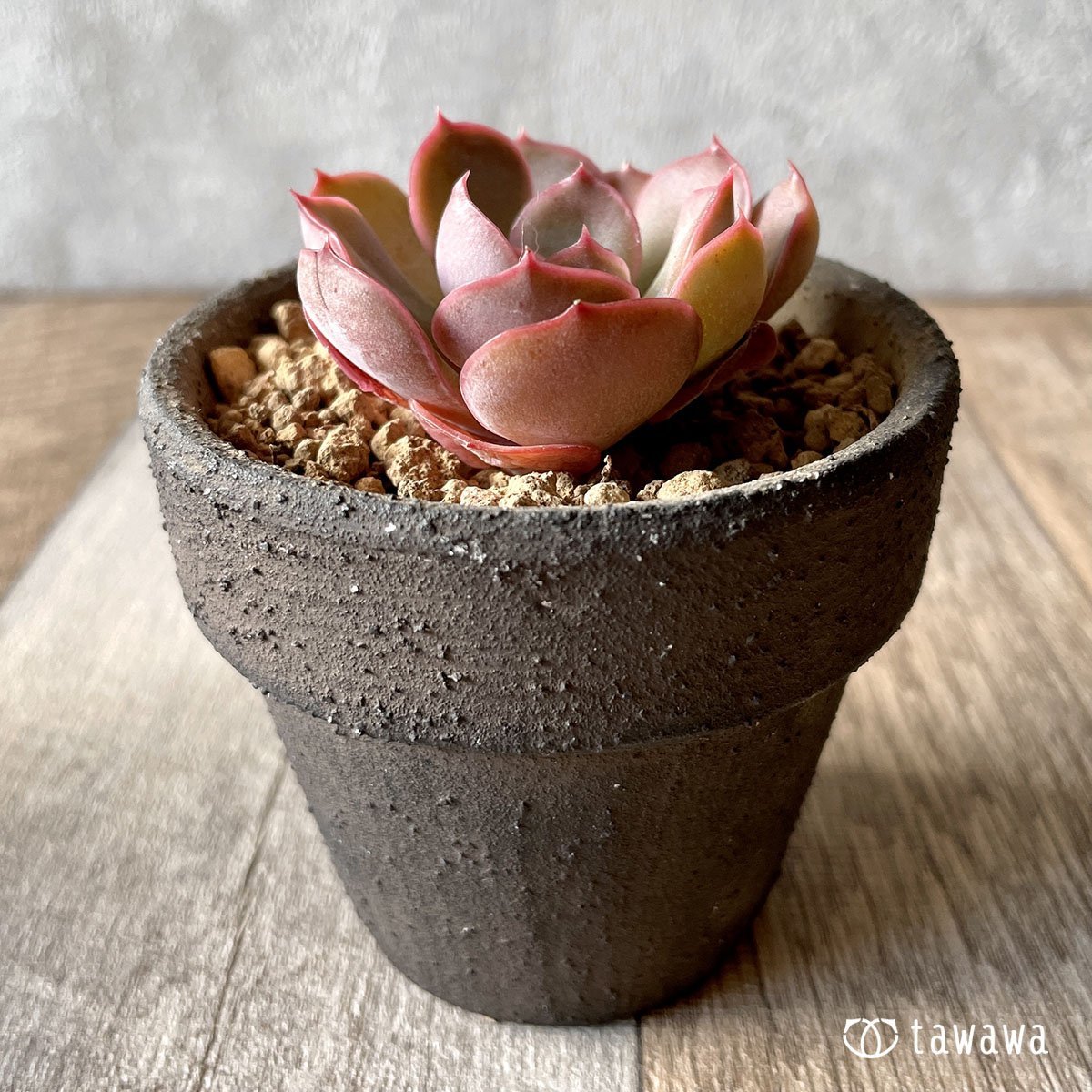 ＊新入荷＊　ルノワール - 多肉植物の通販・販売サイト tawawa