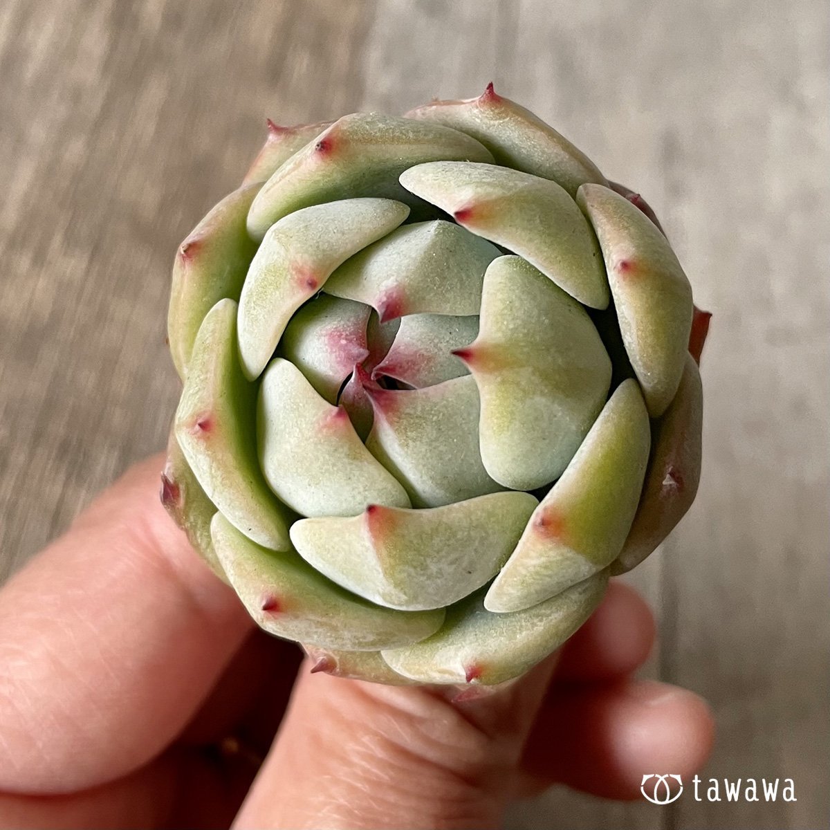 ＊新入荷＊　プリズム - 多肉植物の通販・販売サイト tawawa