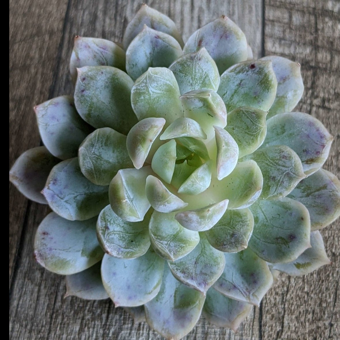 メキシコスノーボール大苗 - 多肉植物の通販 taniku