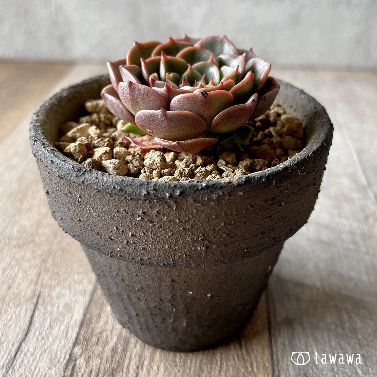 ＊新入荷＊　ビバチリ - 多肉植物の通販・販売サイト tawawa