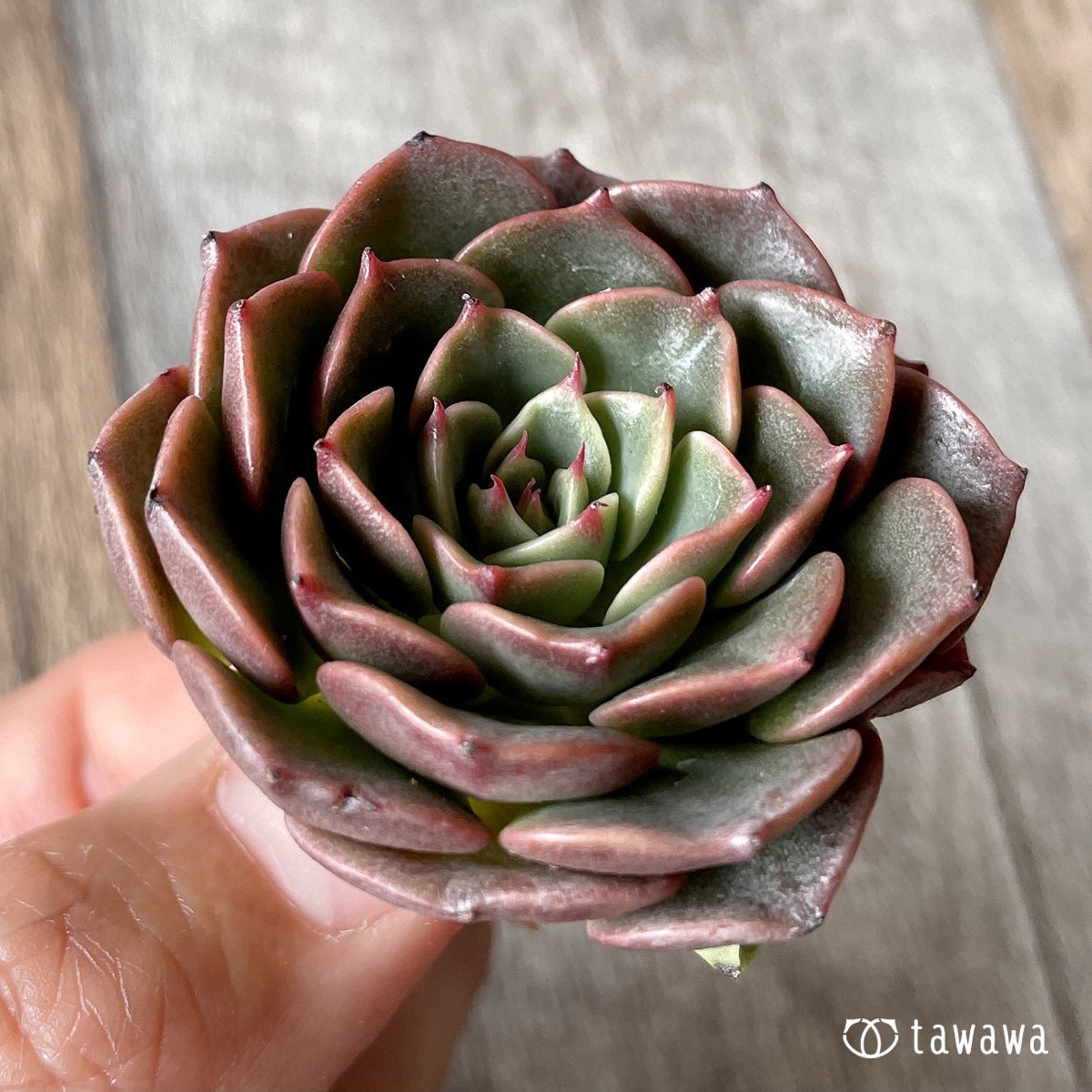 ＊新入荷＊　ビバチリ - 多肉植物の通販・販売サイト tawawa