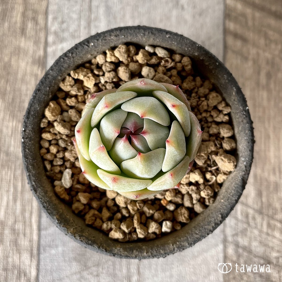 ＊新入荷＊　プリズム - 多肉植物の通販・販売サイト tawawa