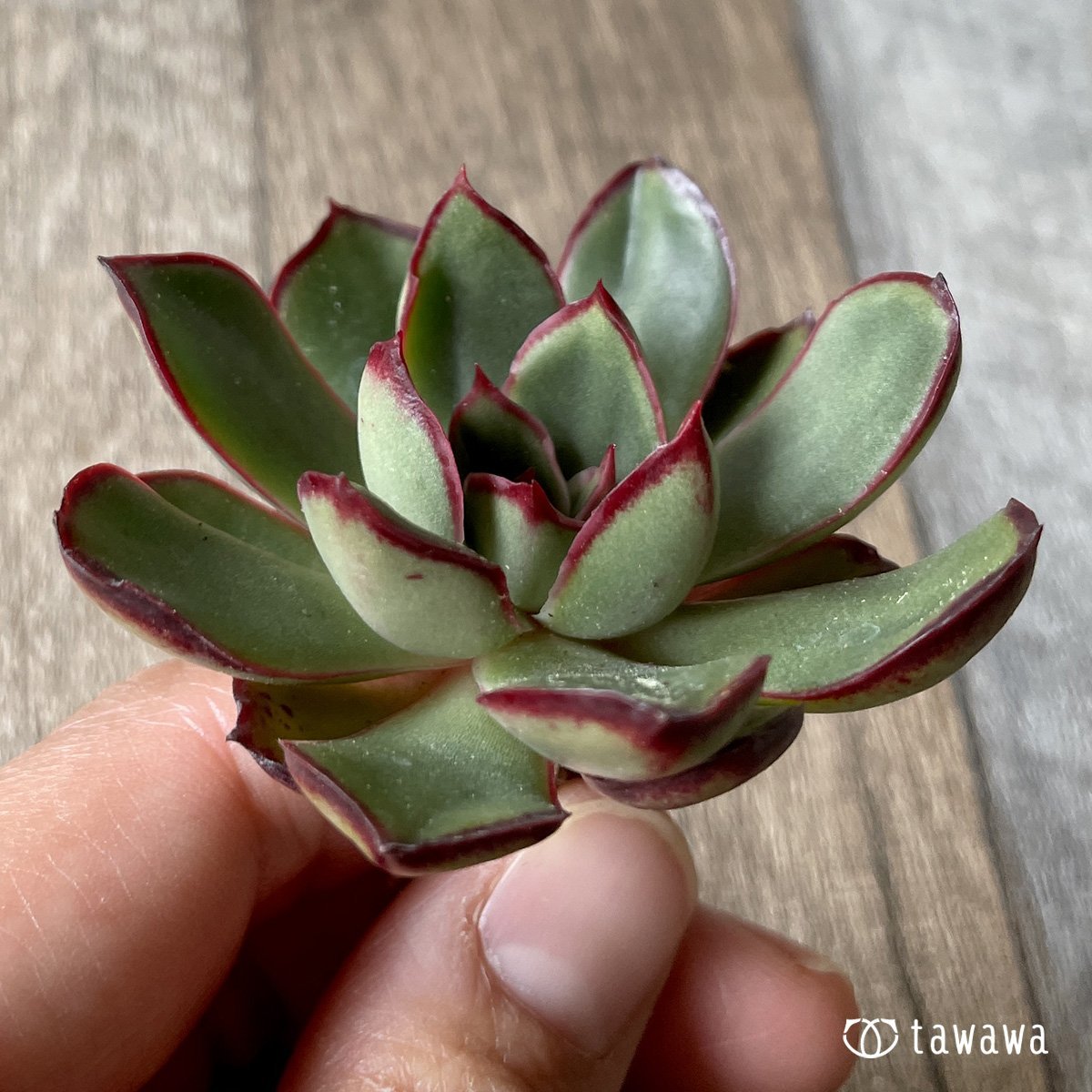 ＊新入荷＊　ロンギニ - 多肉植物の通販・販売サイト tawawa