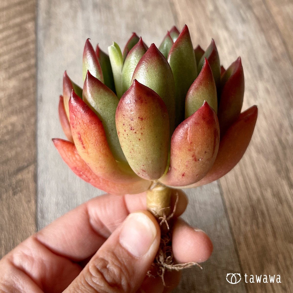 ＊新入荷＊　ロンエバンス - 多肉植物の通販・販売サイト tawawa