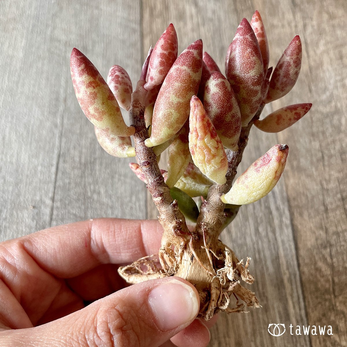 ＊新入荷＊　赤い卵 - 多肉植物の通販・販売サイト tawawa