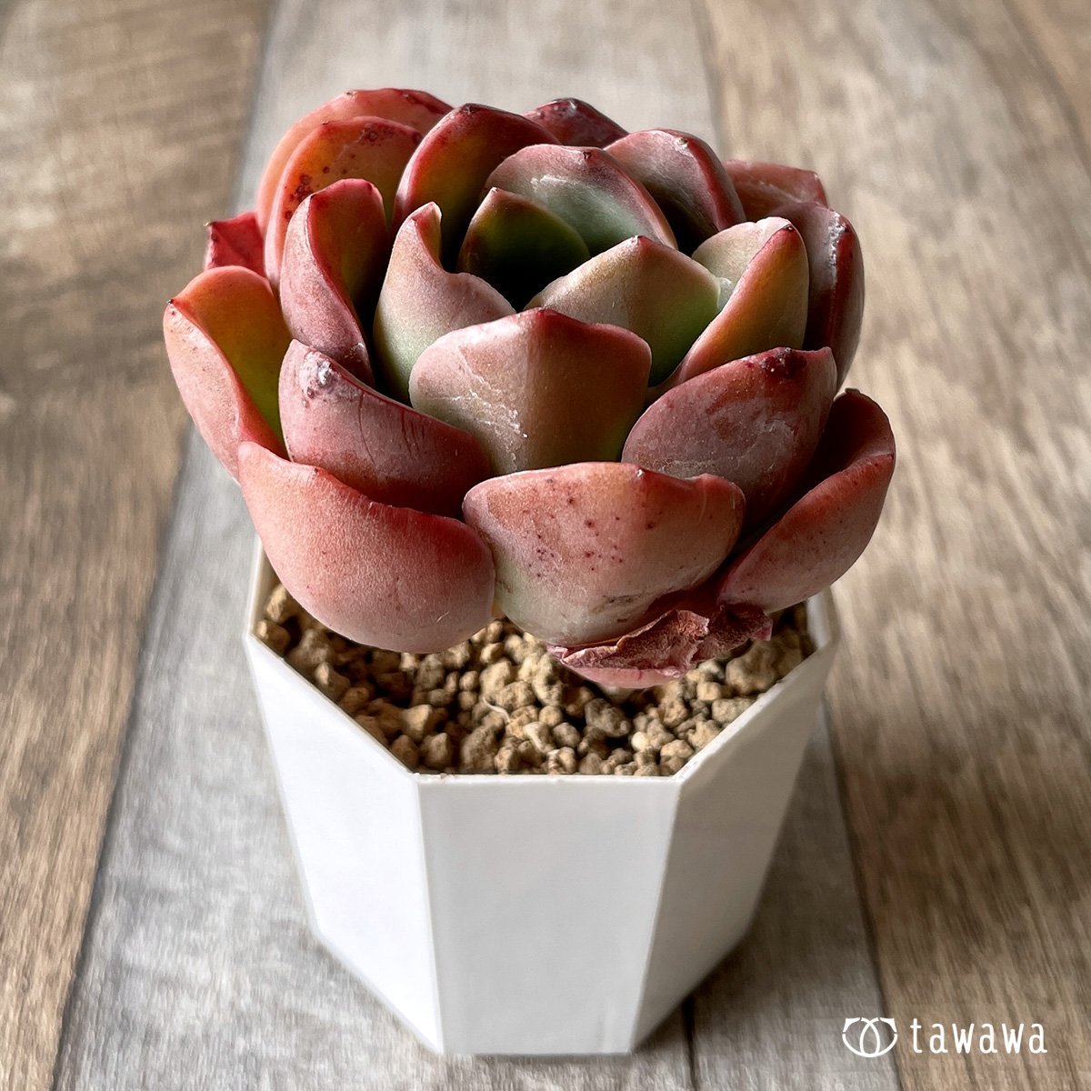 ＊新入荷＊　シルキュ - 多肉植物の通販・販売サイト tawawa