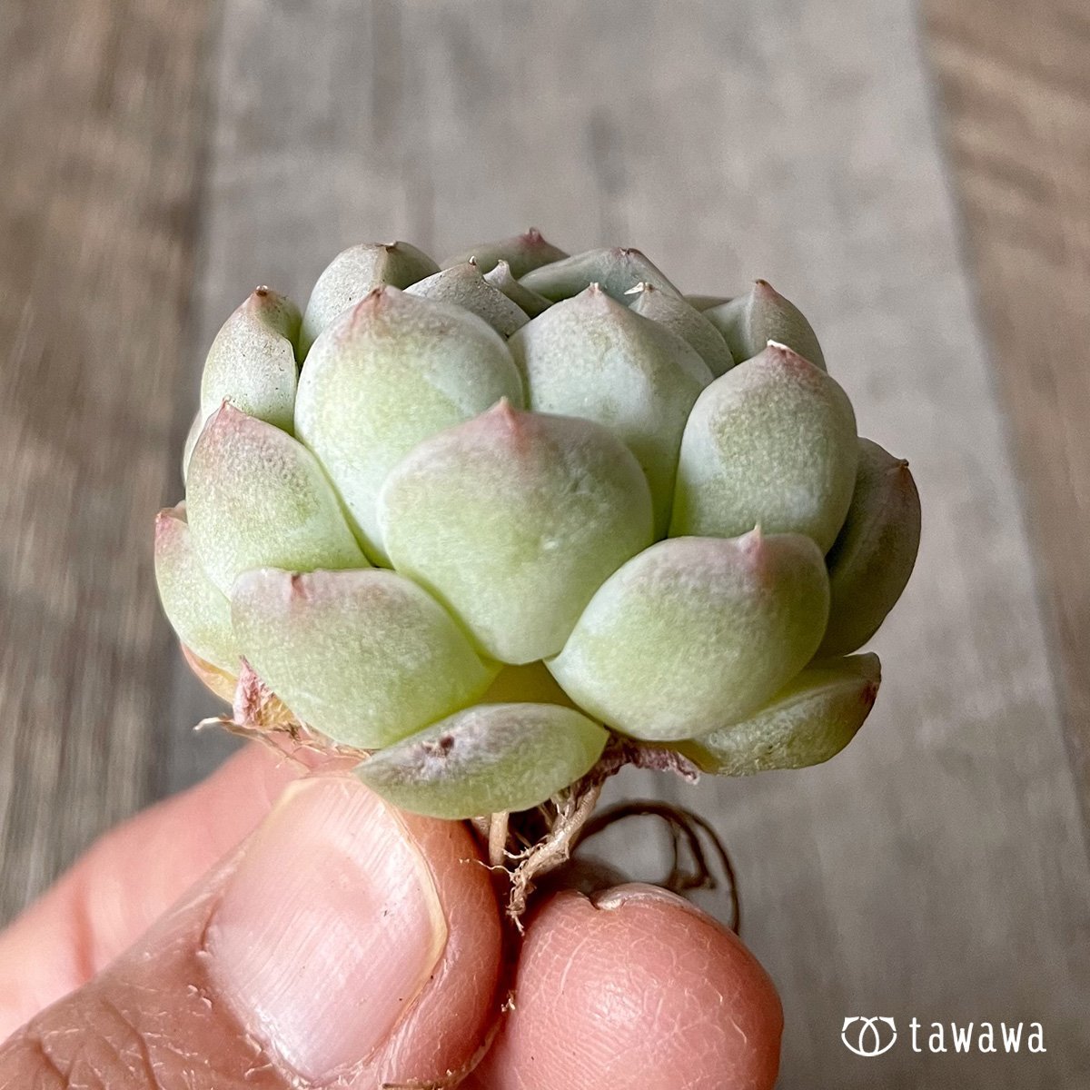 ＊新入荷＊　アルバ② - 多肉植物の通販・販売サイト tawawa