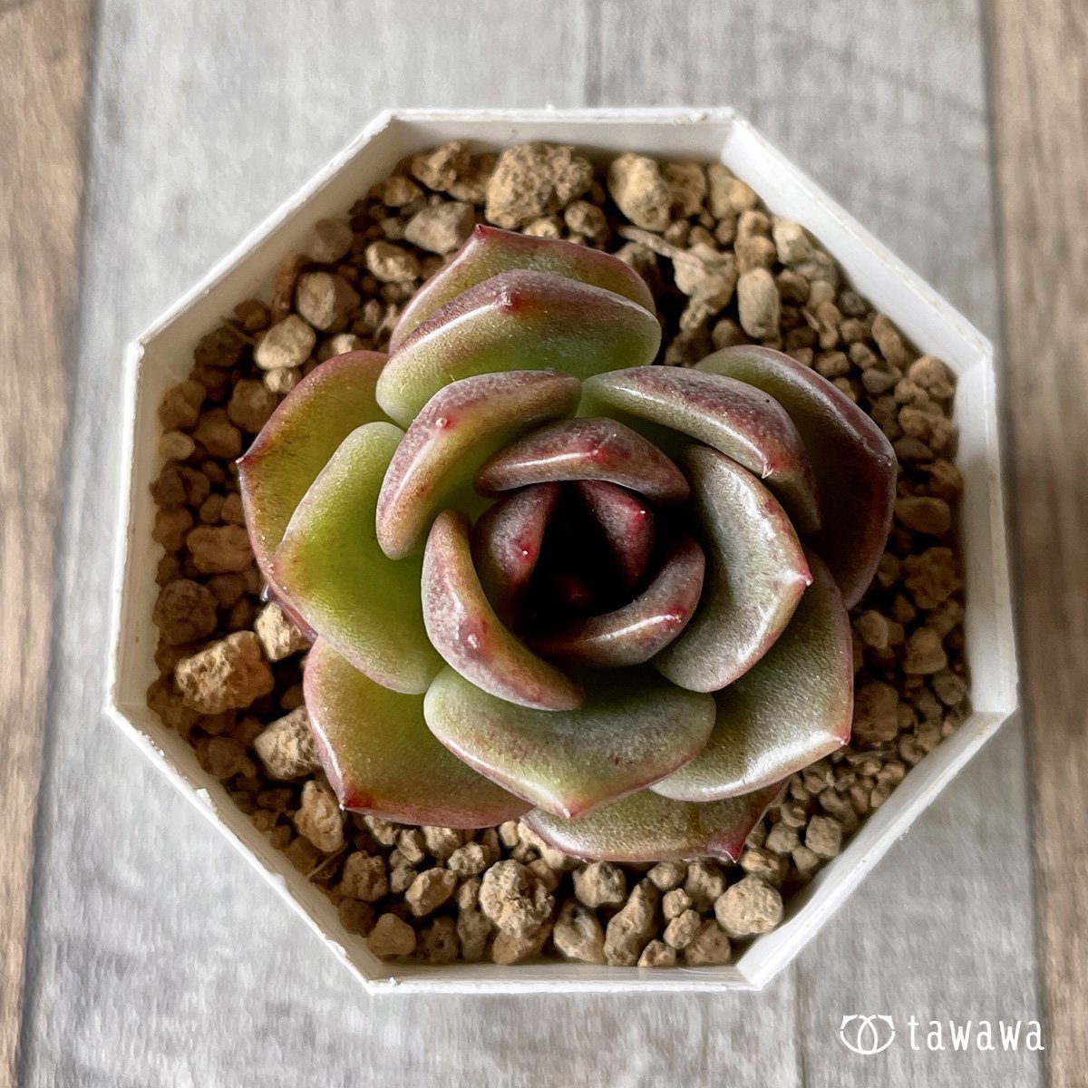 多肉植物Echeveria agavoides Maria - 観葉植物