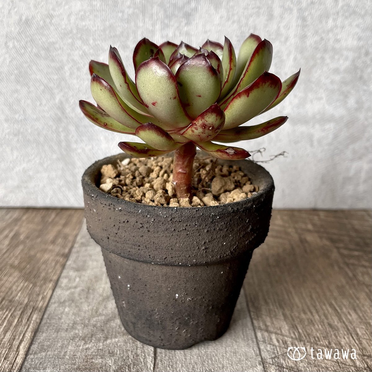 ＊新入荷＊　メキシコポルデンシス - 多肉植物の通販・販売サイト tawawa