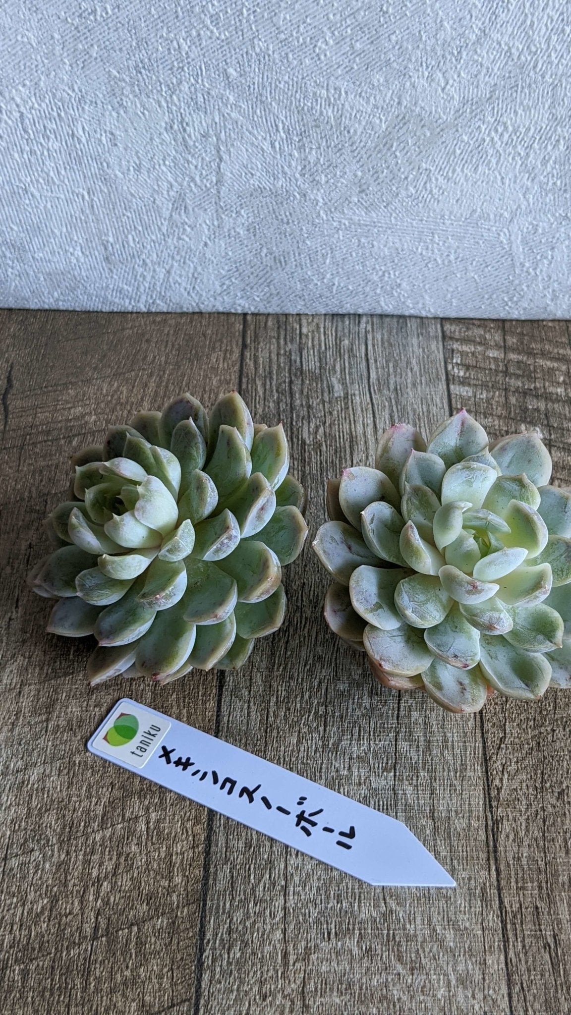メキシコスノーボール大苗　 - 多肉植物の通販 taniku