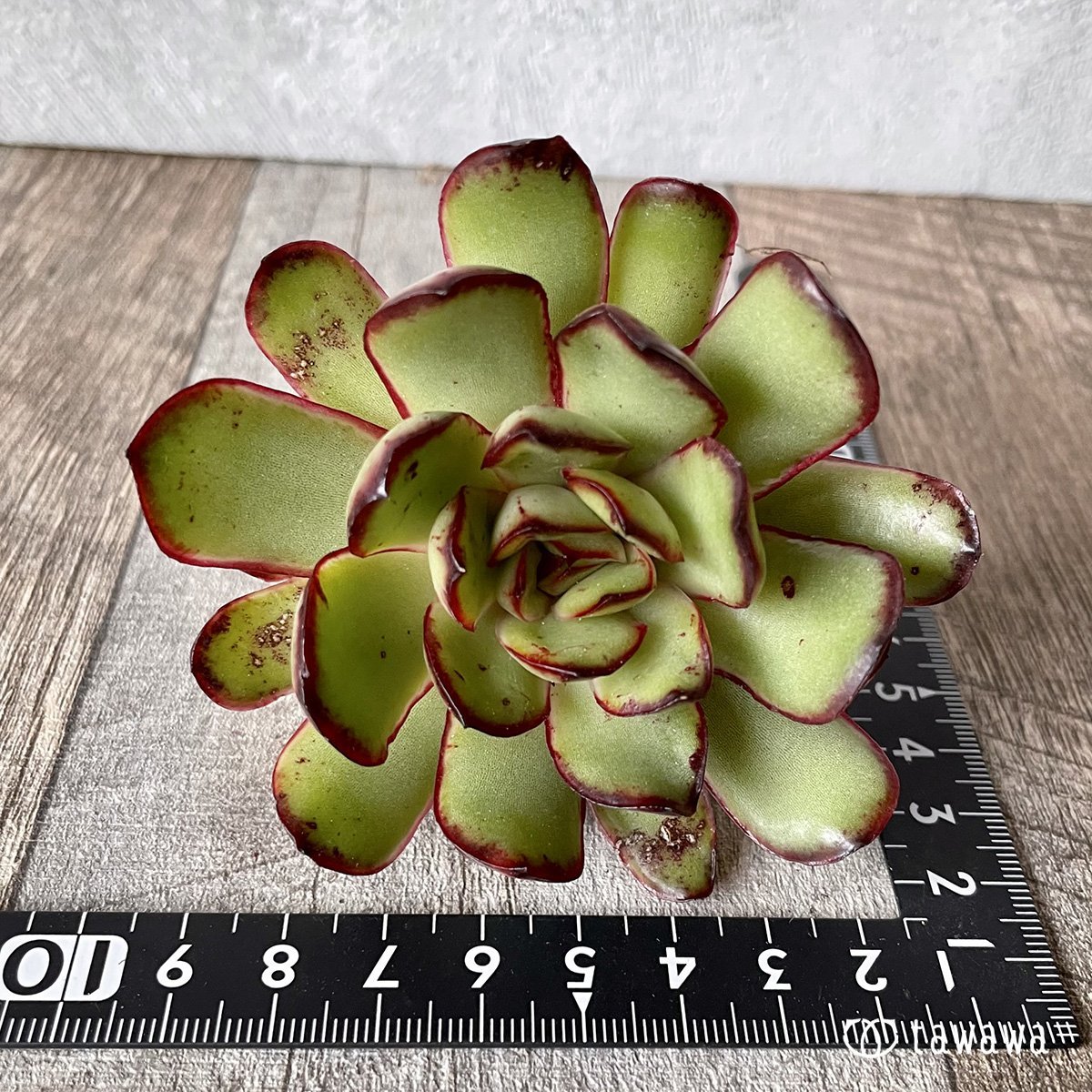 ＊新入荷＊　メキシコポルデンシス - 多肉植物の通販・販売サイト tawawa