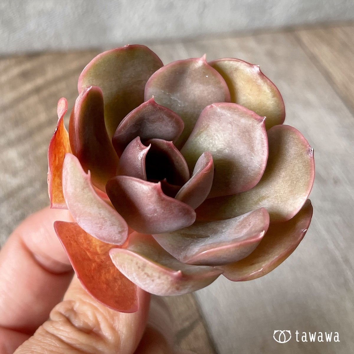 ＊新入荷＊　ルノワール - 多肉植物の通販・販売サイト tawawa
