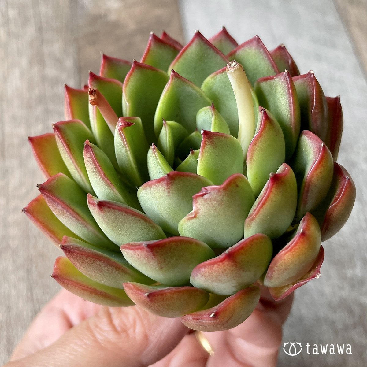 ＊新入荷＊　ルビースター - 多肉植物の通販・販売サイト tawawa
