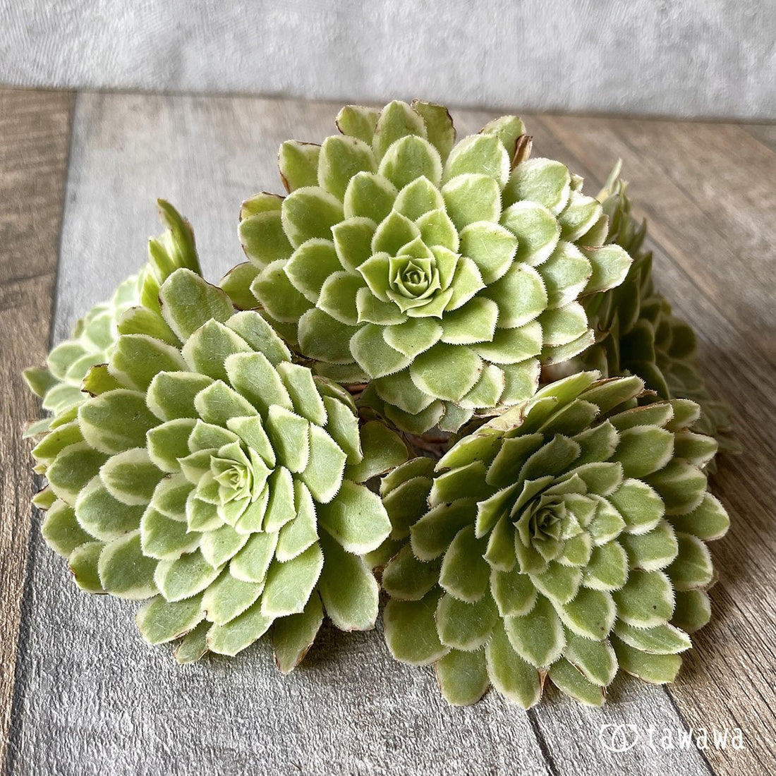 *新入荷* アイス - 多肉植物の通販・販売サイト tawawa