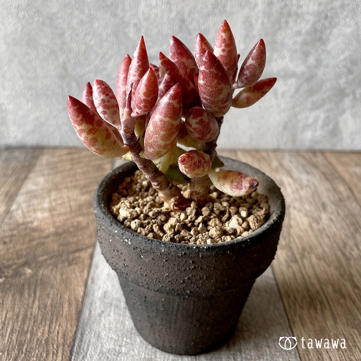 ＊新入荷＊　赤い卵 - 多肉植物の通販・販売サイト tawawa