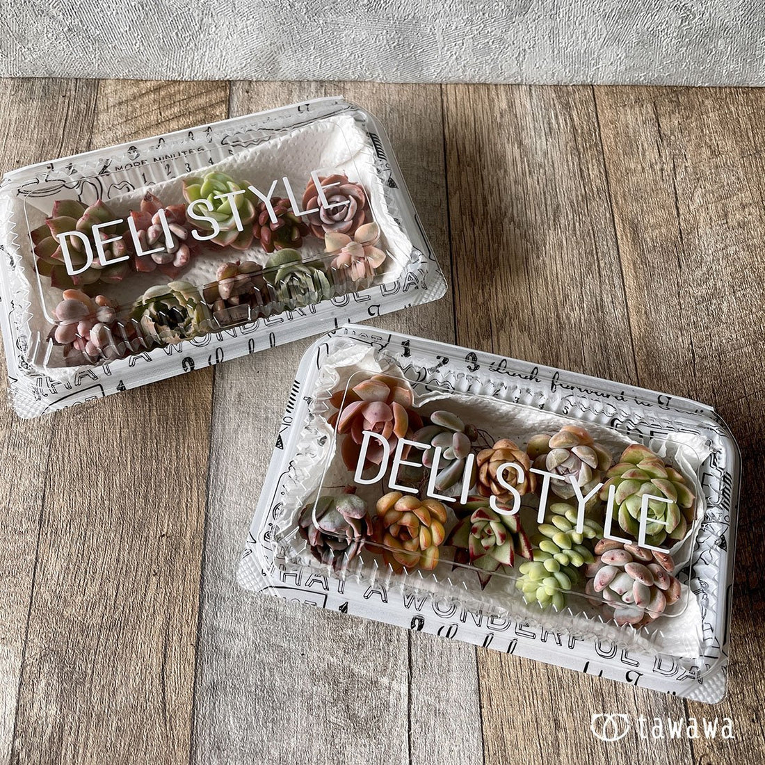 *八ヶ岳* 小苗セット - 多肉植物の通販・販売サイト tawawa