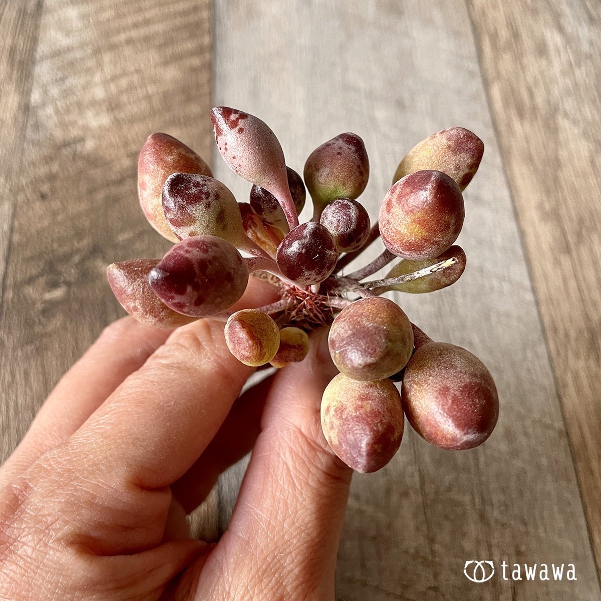＊新入荷＊　インディアンクラブ - 多肉植物の通販・販売サイト tawawa