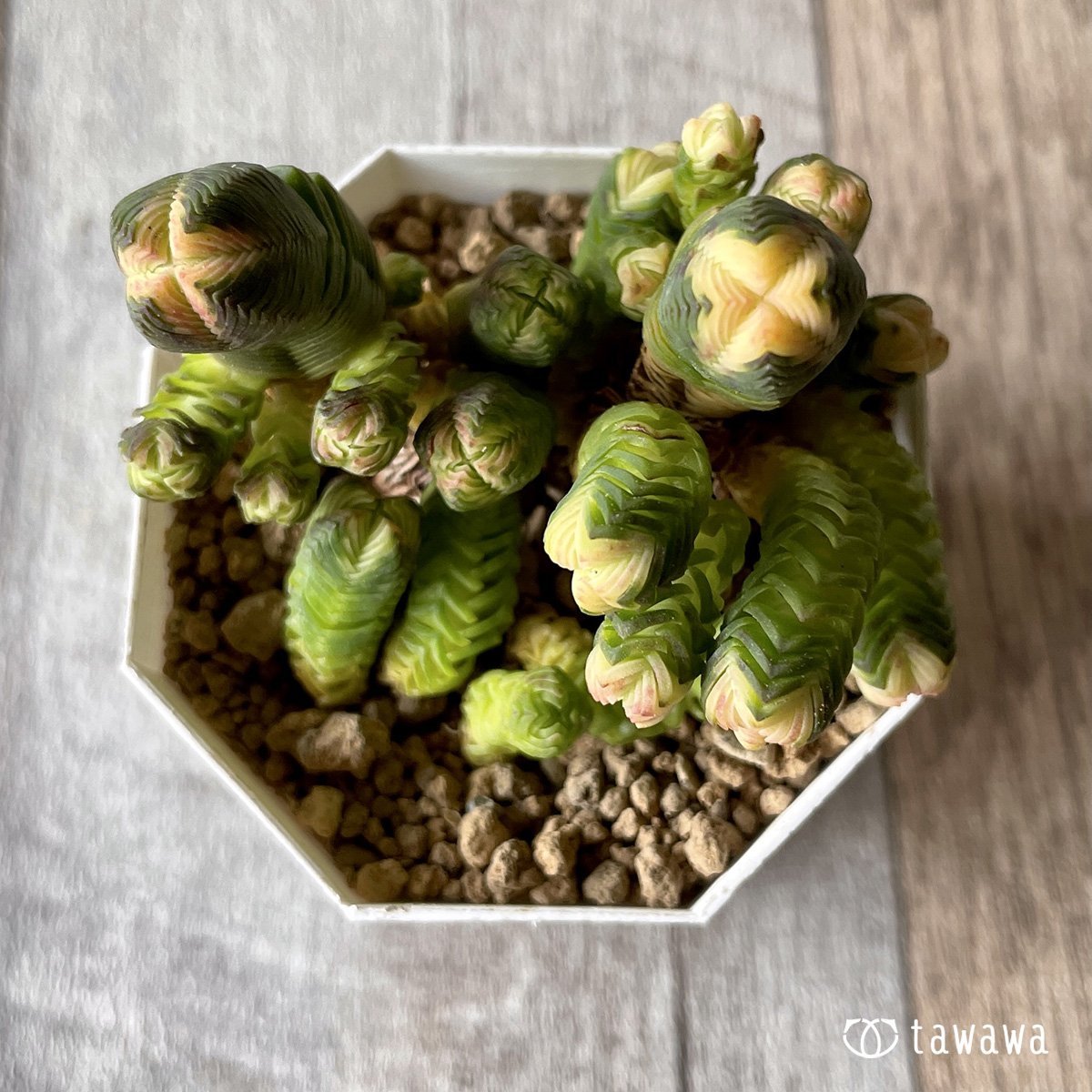 ＊新入荷＊　ミニブッダテンプル　 - 多肉植物の通販・販売サイト tawawa