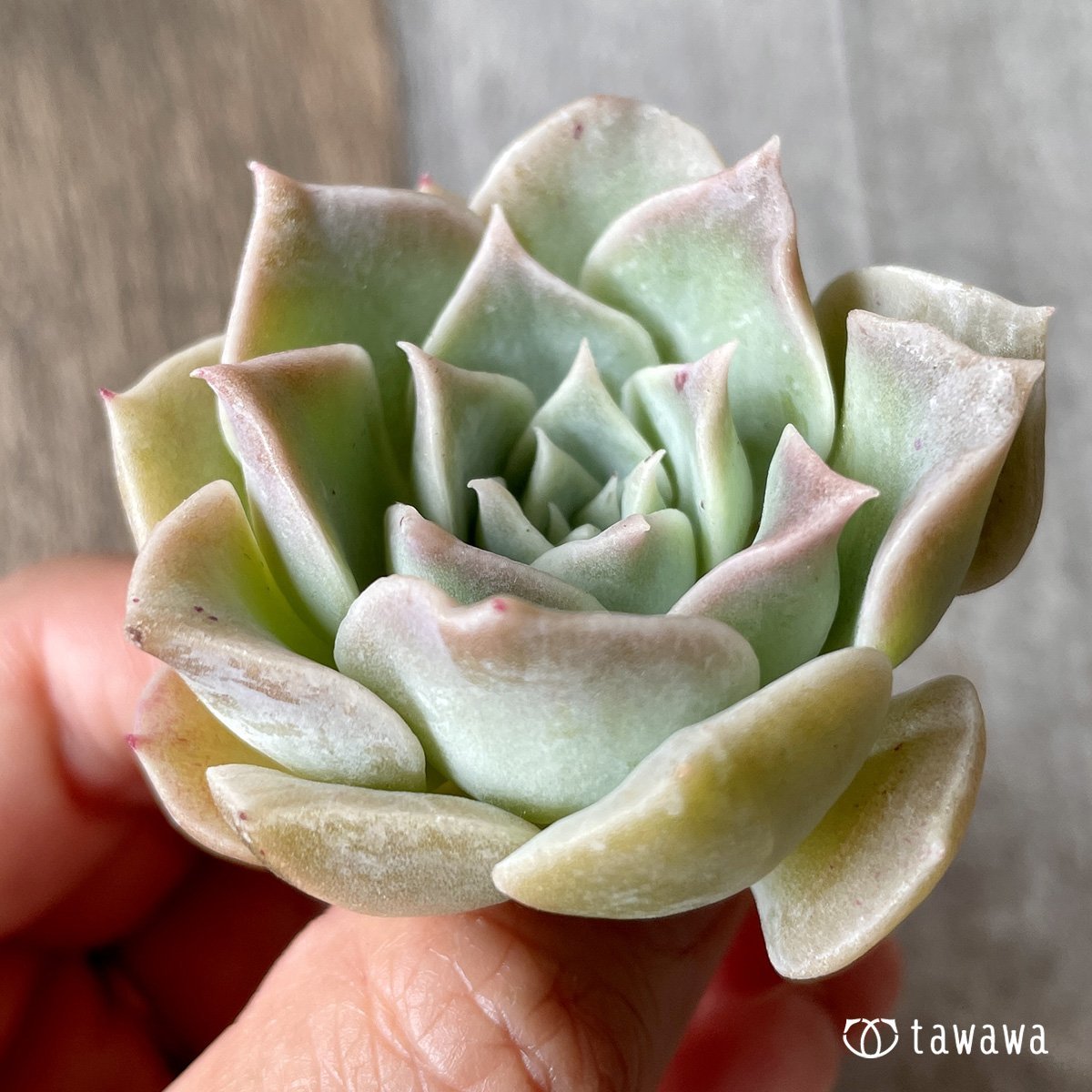 ＊新入荷＊　ラウリナ - 多肉植物の通販・販売サイト tawawa
