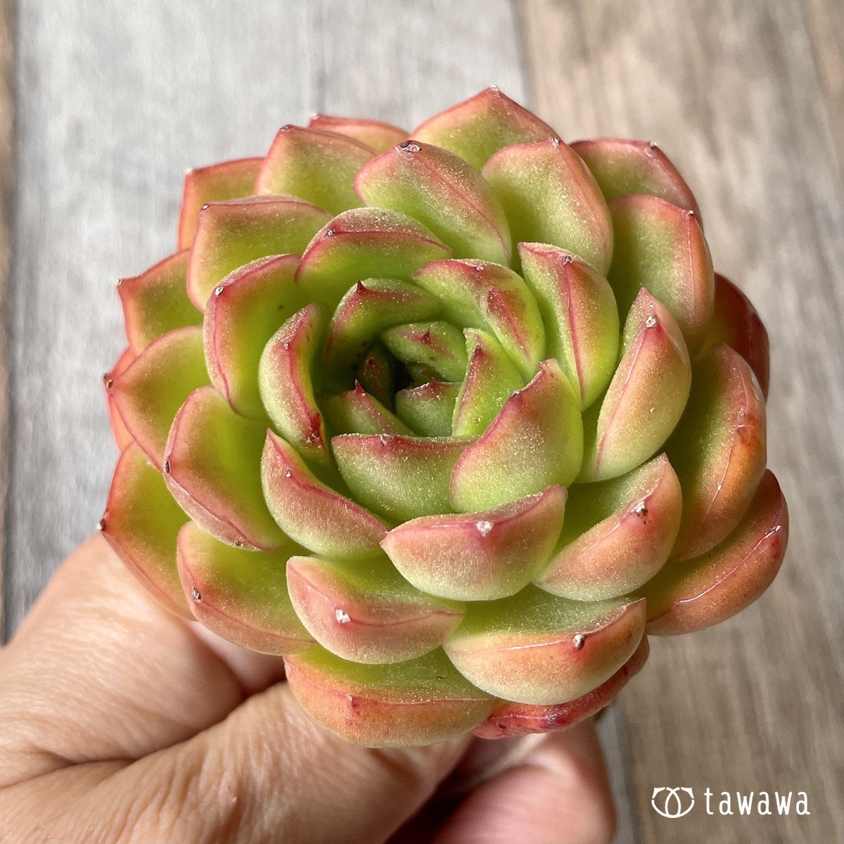 ＊新入荷＊　アイスエイジ - 多肉植物の通販・販売サイト tawawa