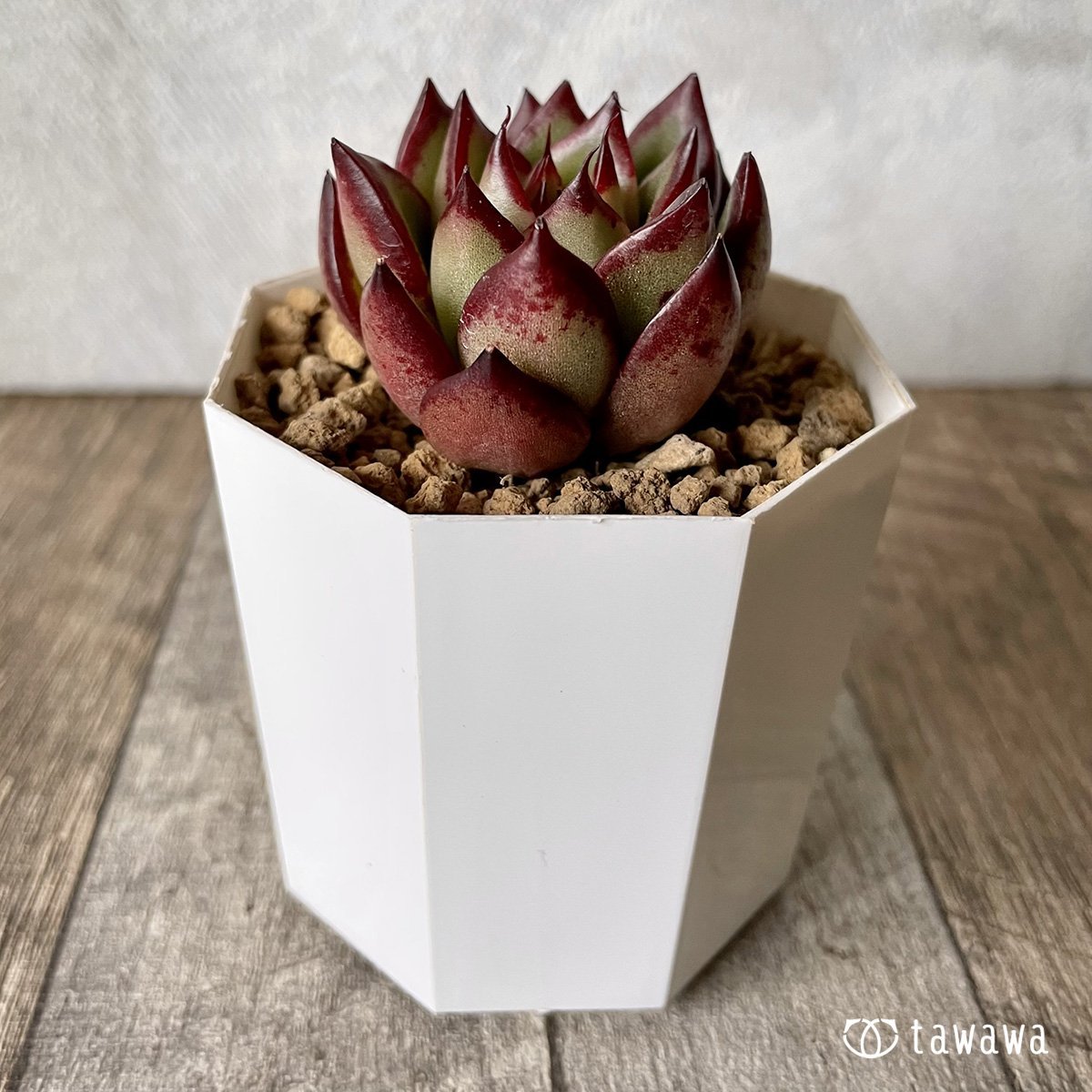 ＊新入荷＊　エッジライン - 多肉植物の通販・販売サイト tawawa