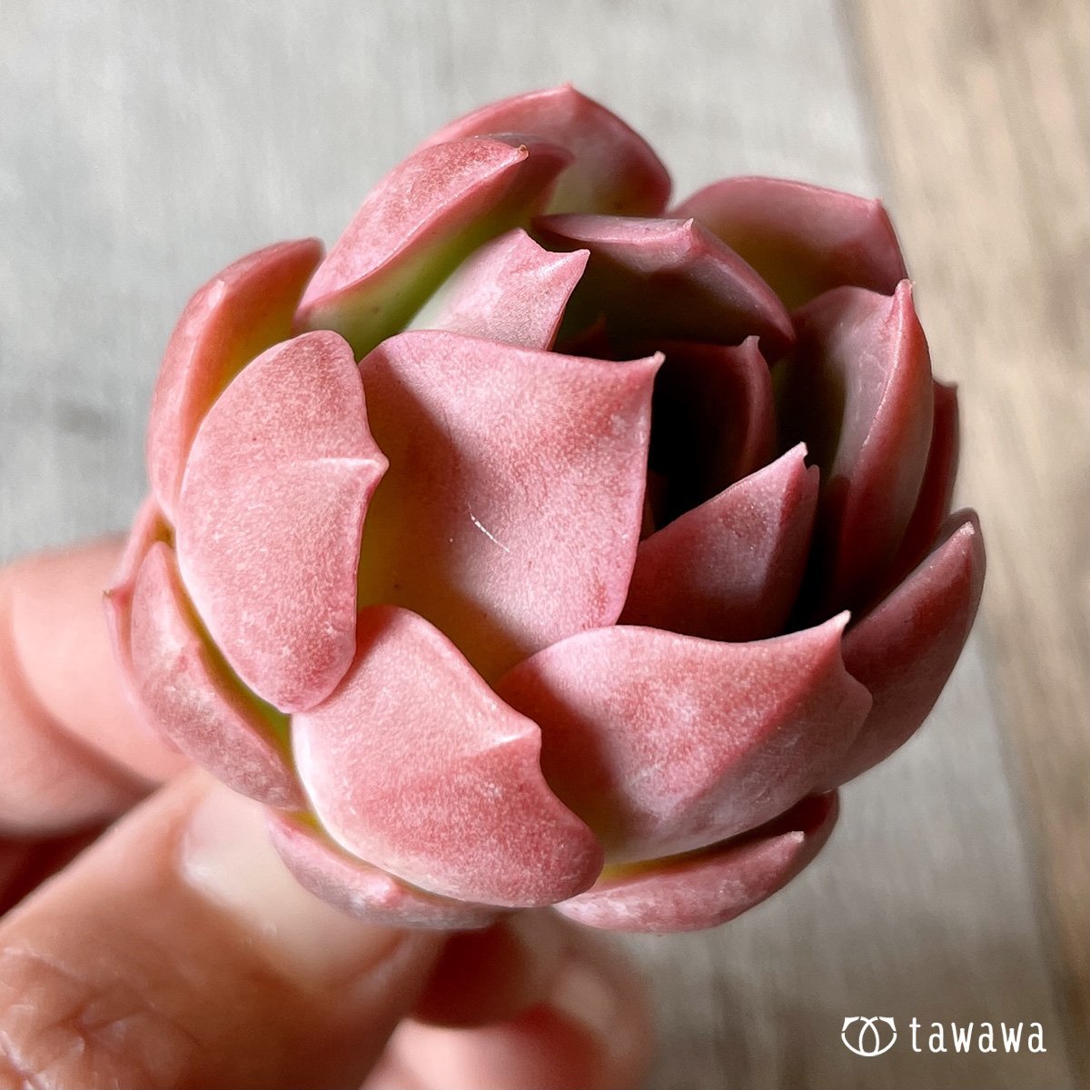＊新入荷＊　ピンキーフリル - 多肉植物の通販・販売サイト tawawa