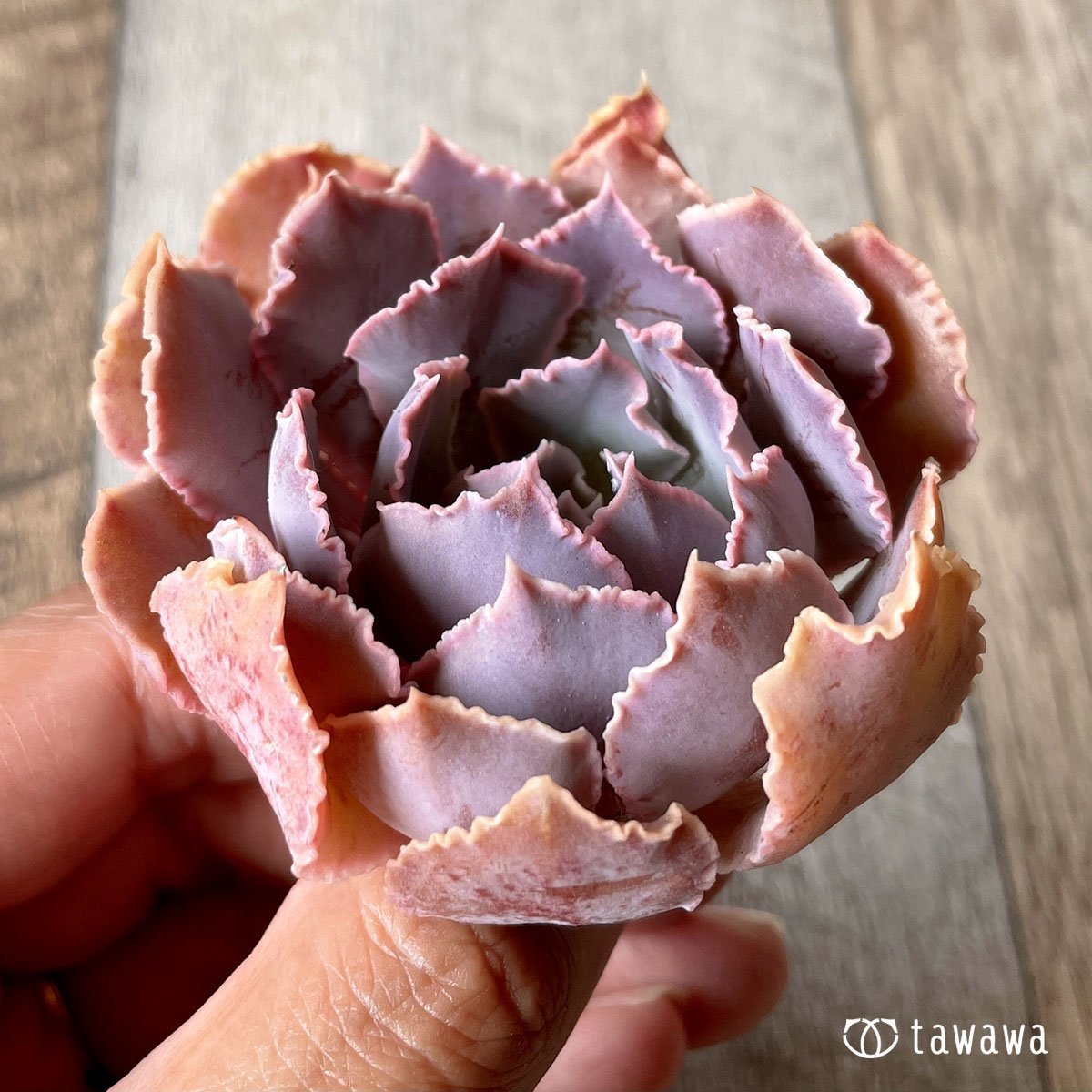 ＊八ヶ岳＊　シャビアナ - 多肉植物の通販・販売サイト tawawa