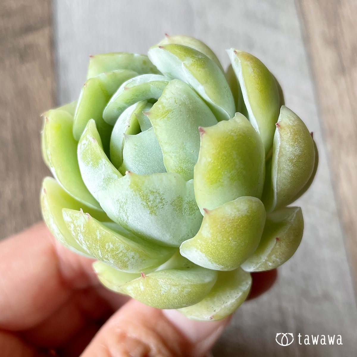 ＊新入荷＊　クリームベリー - 多肉植物の通販・販売サイト tawawa