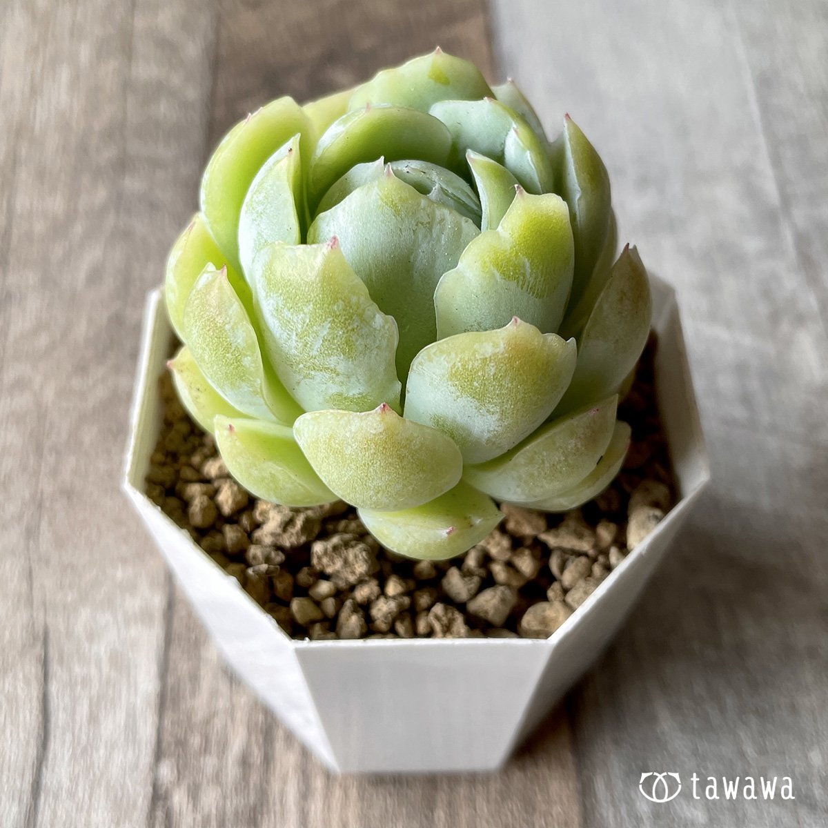 ＊新入荷＊　クリームベリー - 多肉植物の通販・販売サイト tawawa
