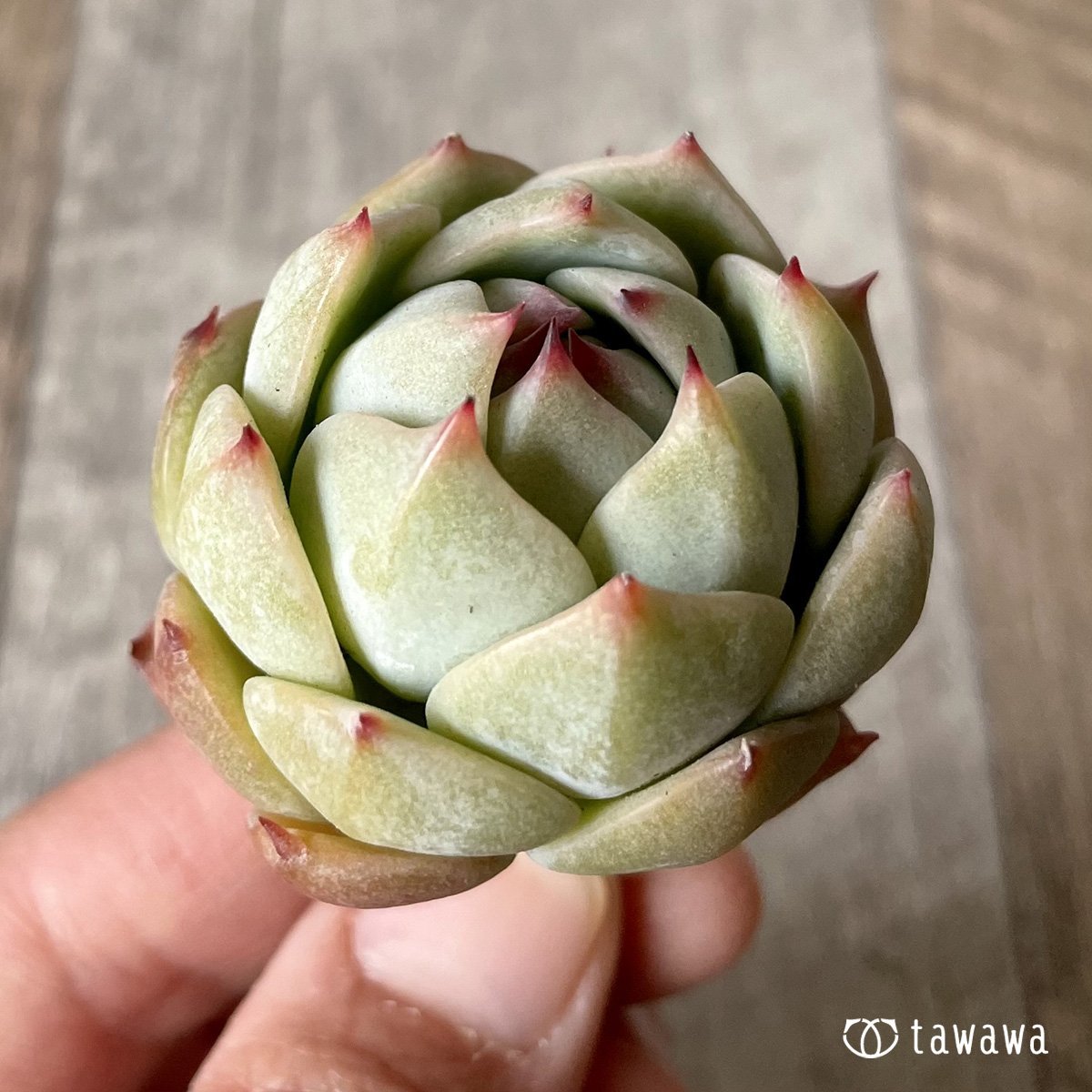 ＊新入荷＊　プリズム - 多肉植物の通販・販売サイト tawawa