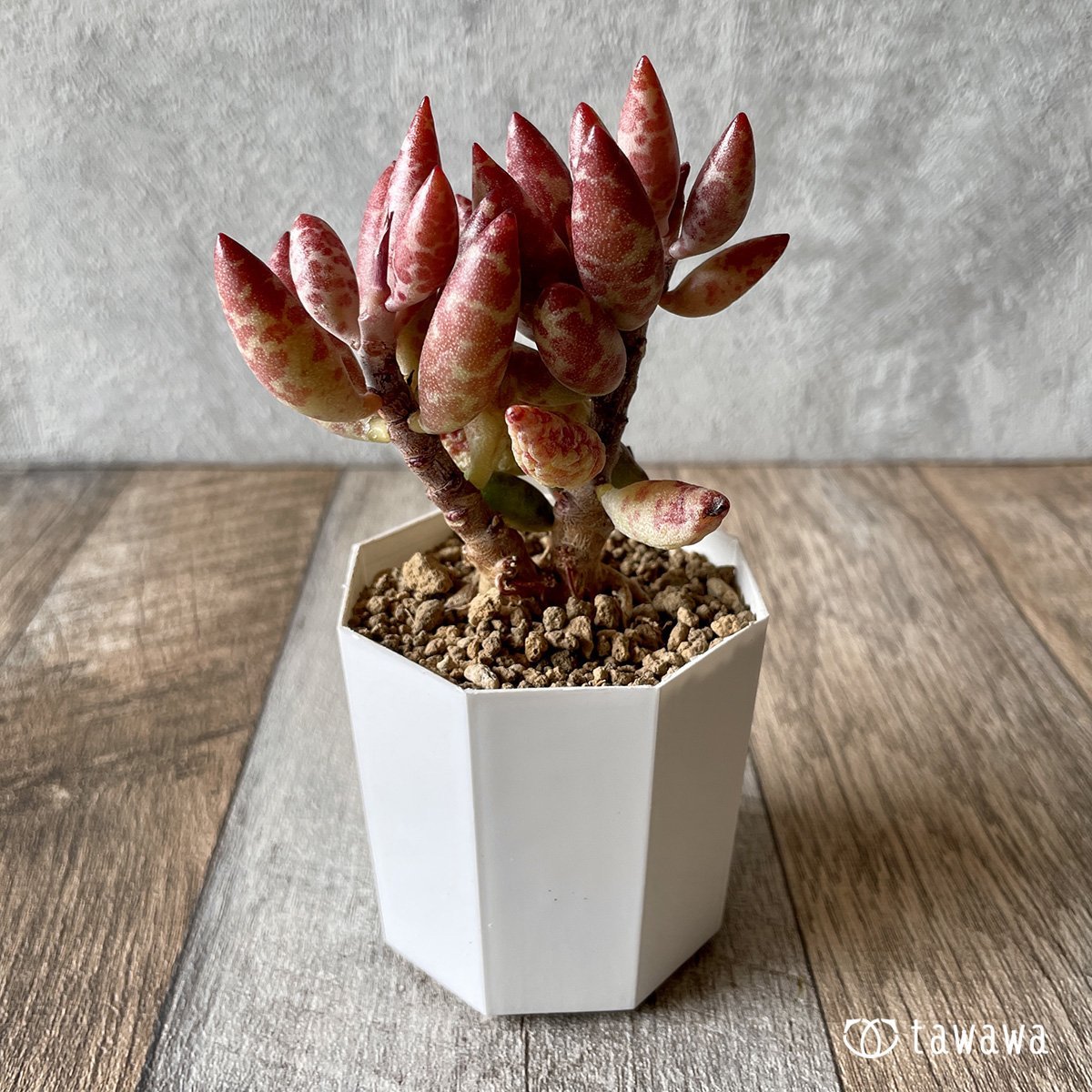 ＊新入荷＊　赤い卵 - 多肉植物の通販・販売サイト tawawa