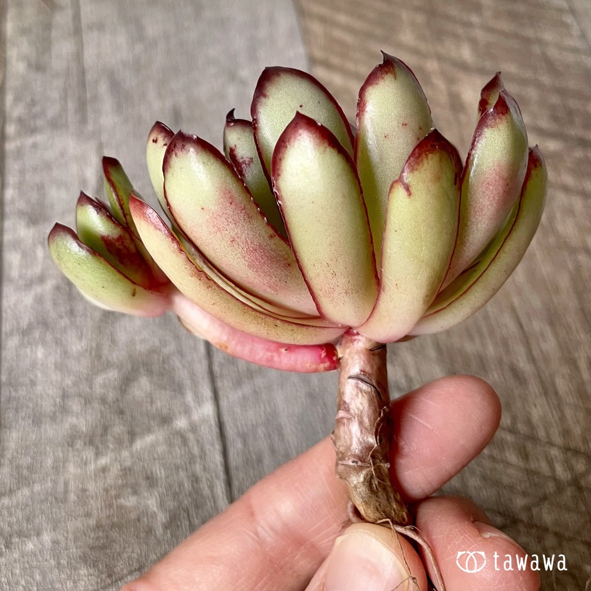 ＊新入荷＊　メキシコポルデンシス - 多肉植物の通販・販売サイト tawawa